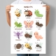 Навчальний постер для малюків Комахи англійською Insects